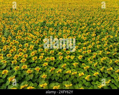 Landwirtschaftliches Feld mit gelben Sonnenblumen gegen den Himmel mit Wolken. Sonnenblumenfeld. Goldener Sonnenuntergang. Sonnenblumen-Nahaufnahme. Agrarindustrie. Foto von Kulti Stockfoto