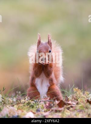 Rotes Quietschen (Sciurus vulgaris) Kopf auf Porträt, während man eine Haselnuss isst, Perthshire, Schottland, Großbritannien Stockfoto