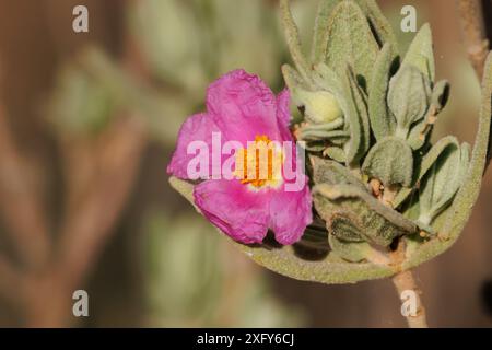 Steinrosenpflanze, Cistus albidus, in Blume, Alcoy, Spanien Stockfoto