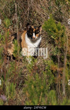 Calico Streunkatze getarnt unter Unterholz, Alcoy, Alicante Stockfoto