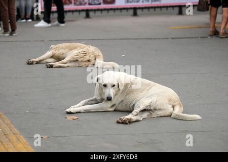 Zwei streunende Hunde ruhen auf Pflaster in Istanbul Turkiye Stockfoto