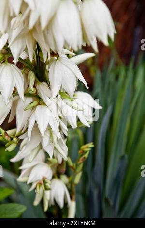 Weiße Blüten der Palmenlilie im Vordergrund, grüne Blätter der Yucca-Palme im Hintergrund, Yucca filamentosa Stockfoto