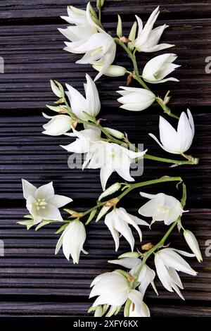 Weiße Blüten der Palmenlilie auf einem langen Blütenstiel der Yucca filamentosa Stockfoto