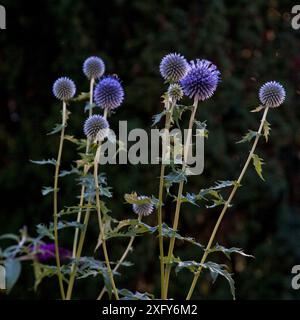 Lila blühende, frische Glockendisteln mit Stiel und Blättern im Garten Stockfoto