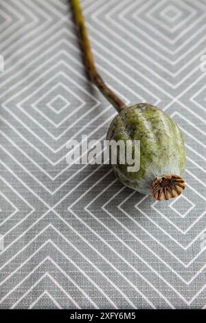 Eine geschlossene Blumenkapsel des Opiummohns liegt auf einem grauen und weißen grafischen Hintergrund mit Blumenmotiv Stockfoto