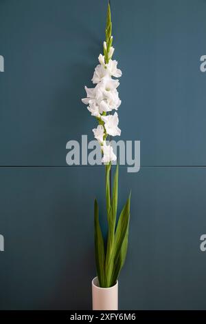 Weiß blühende Gladiolen mit langen grünen Blättern, die in einer Vase stehen Stockfoto