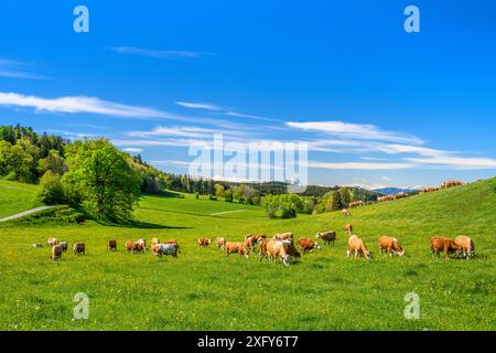 Deutschland, Bayern, Tölzer Land, Egling, Landkreis Harmating, Kulturlandschaft mit Rinderherde gegen die Alpen Stockfoto