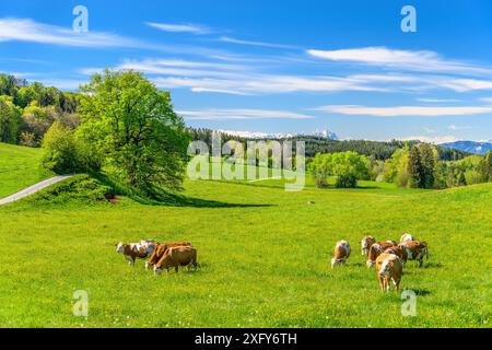 Deutschland, Bayern, Tölzer Land, Egling, Landkreis Harmating, Kulturlandschaft mit Rinderherde gegen die Alpen Stockfoto