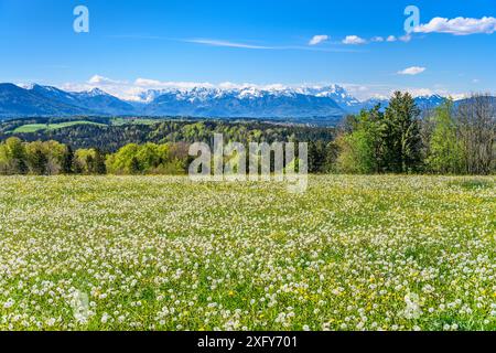 Deutschland, Bayern, Oberbayern, Tölzer Land, Dietramszell, Kreis Peretshofen, Peretshofer Höhe, Blick auf die Alpenkette Stockfoto