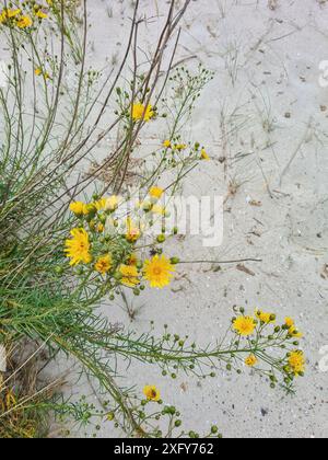 Umbeläufiger Karettalgen am Sandstrand im Ferienort und Ostseebad Prerow, Fischland Darss, Mecklenburg-Vorpommern, Deutschland Stockfoto