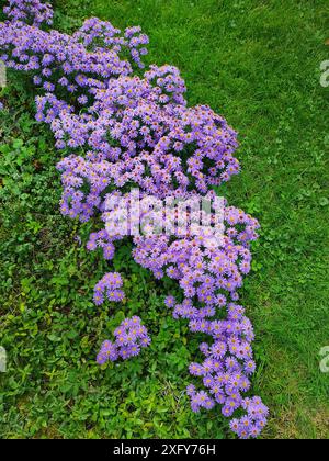 Ein Bett mit vielen Blumen und Blüten des Pflanzenkissen Aster, Aster Dumosus in einem Garten Stockfoto