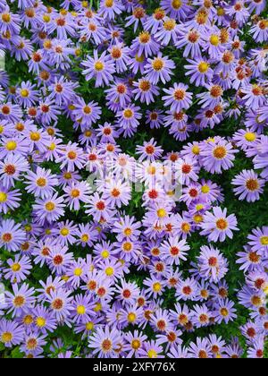 Ein Bett mit vielen Blumen und Blüten des Pflanzenkissen Aster, Aster Dumosus in einem Garten Stockfoto