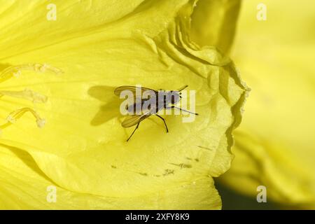 Kohlfliege, Kohlwurzelfliege, Wurzelfliege, Rübenfliege (Delia radicum), Familie Anthomyiidae. Uber die gelbe Blüte der Nachtkerze (Oenothera biennis). Stockfoto