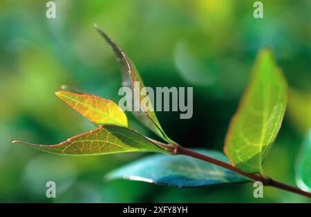 Hecke (Berberis Ottawaensis) Stockfoto