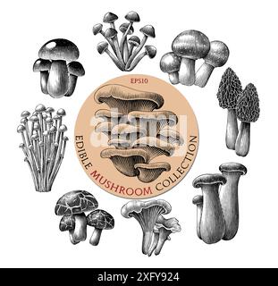 Antike Gravur Illustration der essbaren Pilzsammlung Hand zeichnen schwarz-weiße Clipart isoliert auf weißem Hintergrund Stock Vektor