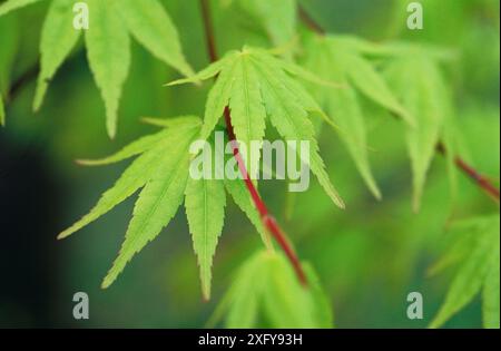Norway Maple (Acer platanoides) Stockfoto