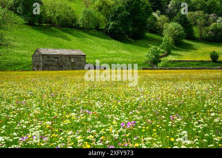 Malerische Swaledale-Hochland-Wildblumensilage-Wiesen (alte Steinscheune, bunte Butterblumen, Hügel) - Muker, Yorkshire Dales, England Großbritannien. Stockfoto