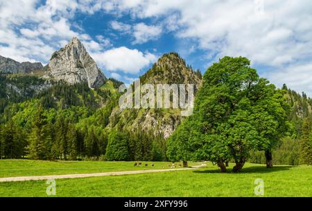 Idyllische Berglandschaft mit grünen Wiesen und Wäldern an einem sonnigen Sommertag. Blick auf den Geiselstein, die Ammergauer Alpen, Bayern, Deutschland, Europa Stockfoto