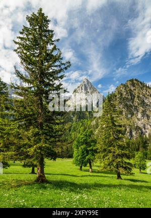 Idyllische Berglandschaft mit grünen Wiesen und Wäldern an einem sonnigen Sommertag. Blick auf den Geiselstein, die Ammergauer Alpen, Bayern, Deutschland, Europa Stockfoto