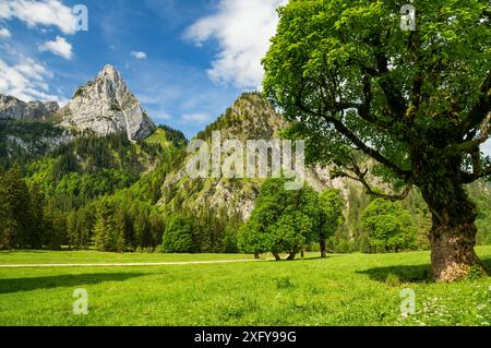 Idyllische Berglandschaft mit grünen Wiesen und Wäldern an einem sonnigen Sommertag. Blick auf den Geiselstein, die Ammergauer Alpen, Bayern, Deutschland, Europa Stockfoto