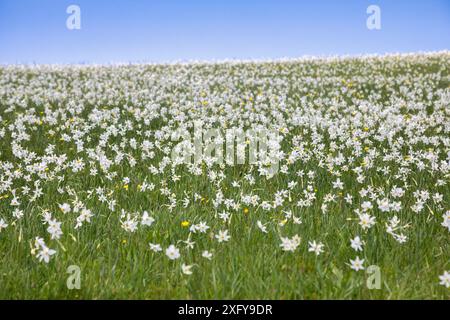 Die Dichternarzisse (Narcissus poeticus) blüht in den Hügeln des Monte Garda, Lentiai, Provinz Belluno, Veneto, Italien Stockfoto