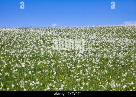 Die Dichternarzisse (Narcissus poeticus) blüht in den Hügeln des Monte Garda, Lentiai, Provinz Belluno, Veneto, Italien Stockfoto