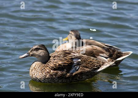 Braune Ente mit gelbem Schnabel und orangefarbenen Füßen, die auf gewelltem Wasser schwimmen Stockfoto