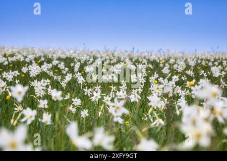 Die Dichternarzisse (Narcissus poeticus) blüht in den Hügeln des Monte Garda, Lentiai, Provinz Belluno, Veneto, Italien Stockfoto