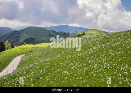 Die Dichternarzisse (Narcissus poeticus) blüht in den Hügeln des Monte Garda, Lentiai, Provinz Belluno, Veneto, Italien Stockfoto