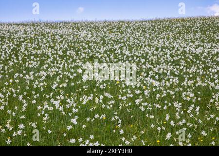 Die Dichternarzisse (Narcissus poeticus) blüht in den Hügeln des Monte Garda, Lentiai, Provinz Belluno, Veneto, Italien Stockfoto