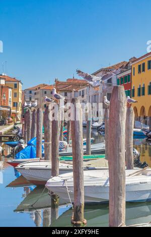 Die Kanalvene mit vertäuten Booten und vielen Möwen auf Stangen, Chioggia, Gemeinde der Metropolstadt Venedig, Veneto, Italien Stockfoto