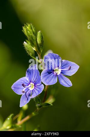 Birds-Eye speedwell Stockfoto