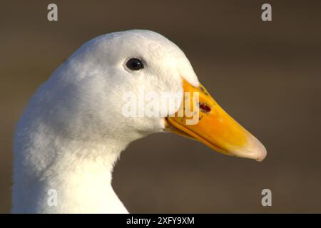 Weißes Entenprofil mit gelbem Schnabel Stockfoto