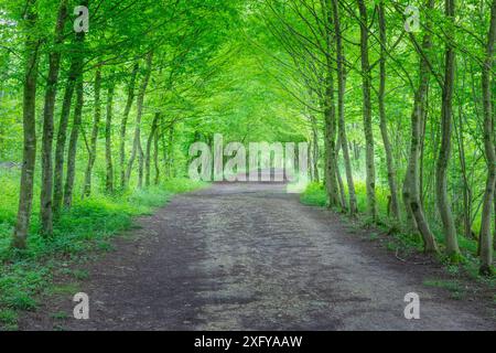 Grüner Weg zwischen Bäumen mit Schotterstraße, Sedico, Belluno, Veneto, Italien Stockfoto