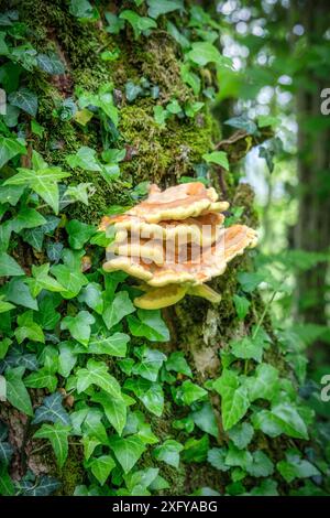 Gemeiner Schwefelpolyp (Laetiporus sulphureus) und kletternde Efeublätter am Stamm, Sedico, Belluno, Veneto, Italien Stockfoto