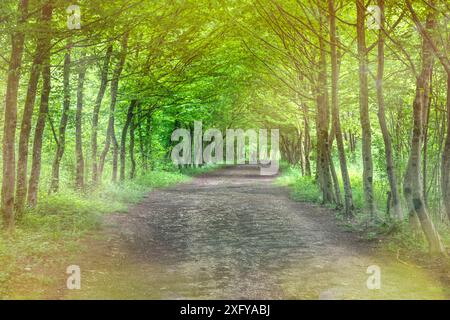 Grüner Weg zwischen Bäumen mit Schotterstraße, Sedico, Belluno, Veneto, Italien Stockfoto