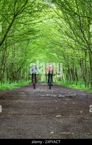 Einige Radfahrer fahren Mountainbikes entlang einer unbefestigten Straße zwischen den Bäumen, Sedico, Belluno, Veneto, Italien Stockfoto