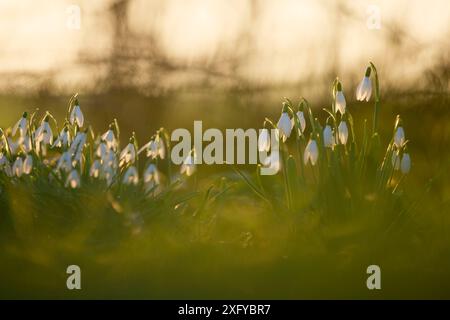 Schneeglöckchen, Galanthus, Hintergrundbeleuchtung, Wiese Stockfoto