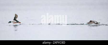 Ente, gewöhnliches goldeneye, Bucephala clangula Stockfoto