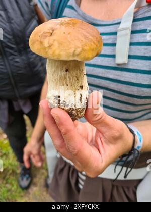 Eine Pilzpflückerin hält einen Pilz zwischen ihren Fingern, thematische Pilzpflücke und Outdoor-Shots in der Natur, Deutschland Stockfoto