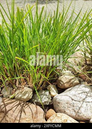 Frisches Pampasgras wächst im Frühjahr zwischen Natursteinen in einem Vorgarten Stockfoto