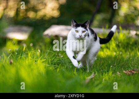 Hauskatze in Schwarz-weiß-Muster macht in der Sommersonne einen Streifzug durch den Garten Stockfoto