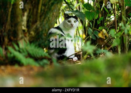 Hauskatze in Schwarz-weiß-Muster macht in der Sommersonne einen Streifzug durch den Garten Stockfoto