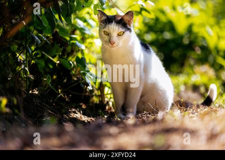 Hauskatze in Schwarz-weiß-Muster macht in der Sommersonne einen Streifzug durch den Garten Stockfoto