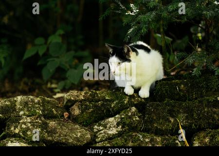 Hauskatze in Schwarz-weiß-Muster macht in der Sommersonne einen Streifzug durch den Garten Stockfoto