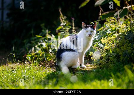 Hauskatze in Schwarz-weiß-Muster macht in der Sommersonne einen Streifzug durch den Garten Stockfoto