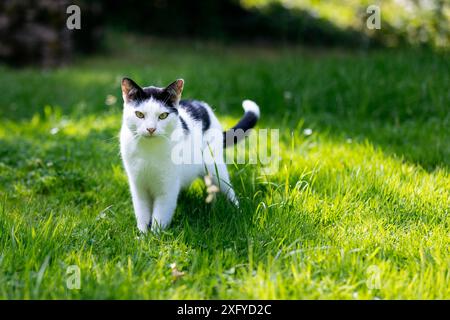 Hauskatze in Schwarz-weiß-Muster macht in der Sommersonne einen Streifzug durch den Garten Stockfoto