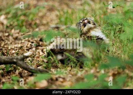 Junge Norwegische Waldkatze im Sommer im Wald Stockfoto