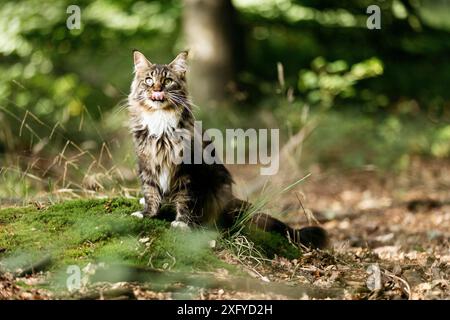 Junge Norwegische Waldkatze im Sommer im Wald Stockfoto