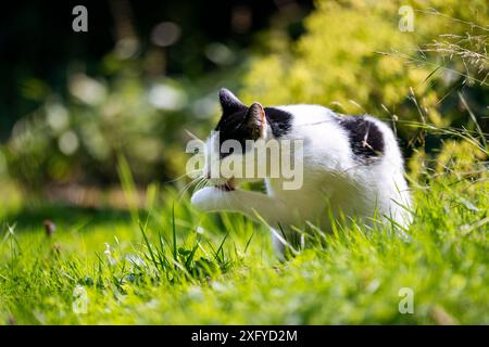 Hauskatze in Schwarz-weiß-Muster macht in der Sommersonne einen Streifzug durch den Garten Stockfoto